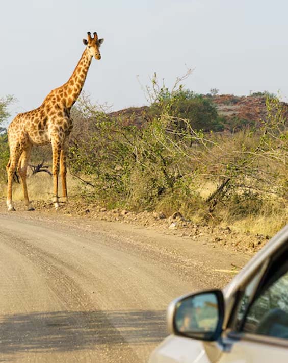 Tyson Safaris Safari Experience